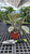 5-9" Foliage FICUS TINEKE 6" 