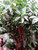 5-9" Foliage FICUS TINEKE 6" 