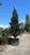 Magnolia grandiflora Brackens Brown Beauty 300296