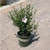 Other Deciduous Hibiscus syriacus Chantilly 300220 