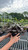  Ajuga Black Scallop 324197 