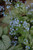 Other Shade Per. Brunnera M Jack Frost 330733 