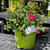 Shrub Rose Rosa Sh Easy Bee-zy Knock Out 325139 