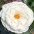Shrub Rose Rosa Sh White Out Knock Out 182776 