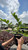 Other Shade Per. Polygonatum variegatum 1g 195471 