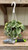 PEPEROMIA WATERMELON 6"HB