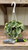Up to 6" Hb PEPEROMIA WATERMELON 6"HB 