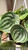 Up to 6" Hb PEPEROMIA WATERMELON 6"HB 