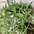 Cactus STRING OF FISH HOOKS 6" HB 