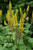  Ligularia stenocephela The Rocket 259312 