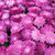 Hardy Mum 325670