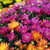 Fall Mums Hardy Mum 325670 