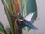 12" & Up Foliage WHITE BIRD PARADISE 21" 
