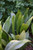 Patio Tropics ASPIDISTRA SPEK-TAC 1G 