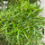 ARALIA MING PREMIUM 10"