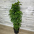 10" Foliage ARALIA MING PREMIUM 10" 