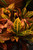 10" Foliage CROTON STD TREE 10" 