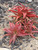 ALOE DOROTHEAE 4"