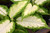 5-9" Foliage DIEFFENBACHIA PREM 6" 