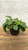 5-9" Foliage CALATHEA 6"NETWORK 