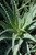 Cactus ALOE HEDGEHOG 6" 