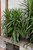12" & Up Foliage DRACAENA TARZAN 21"TR 