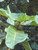 12" & Up Foliage FICUS LYRATA BUSH 17" 