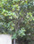 12" & Up Foliage FICUS LYRATA BUSH 17" 