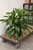 5-9" Foliage DRACAENA JC COMP CANE 8" 3PP 