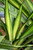 10" Foliage DRACAENA RIKKI CANE 9-10"321 