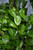 5-9" Foliage FICUS MOCLAME 8"BRAID 