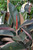 12" & Up Foliage ABIDJAN ELASTICA 302800 
