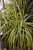 12" & Up Foliage DRACAENA KIWI TIP/CANE 14" 