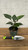 5-9" Foliage HOMALOMENA EMERALD GEM 6" 