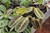5-9" Foliage MARANTA  RED 6" 