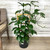 10" Foliage RHAPHIDOPHORA DECIRSOVA DRAGON  TAIL PLANT 303330 