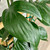 10" Foliage RHAPHIDOPHORA DECIRSOVA DRAGON  TAIL PLANT 303330 
