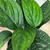 MONSTERA PERU 6"