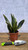SANSEVIERIA LA RUBIA 6"