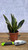 5-9" Foliage SANSEVIERIA LA RUBIA 6" 