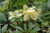  Helleborus HGC Jacob (Christmas Rose) 1g White 170748 
