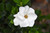 Gardenias GARDENIA BRAID 6" 