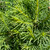 Picea glauca Conica 169703