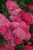 Other Sun Per. Achillea Saucy Seduction 216943 