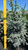 Picea pungens Hoopsii 174678 