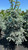  Picea pungens Hoopsii 174678 