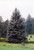  Picea pungens Hoopsii 174678 
