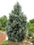 Picea pungens Fastigiata 192413