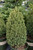  Picea glauca conica Tiny Tower 242791 