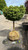 Picea abies Little Gem 245780